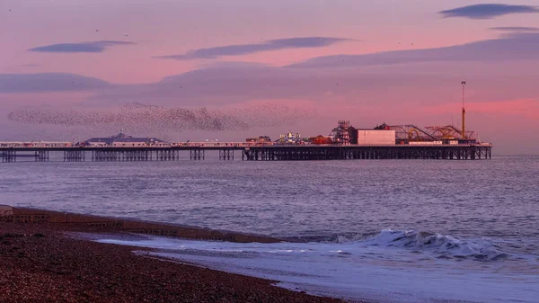 BRIGHTON, ESTE DE SUSSEX / Reino Unido - 26 DE ENERO: Starlings over the Pier — Foto de Stock