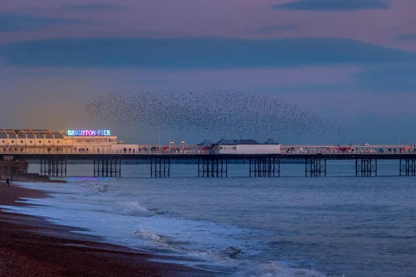 BRIGHTON, ESTE DE SUSSEX / Reino Unido - 26 DE ENERO: Starlings over the Pier — Foto de Stock