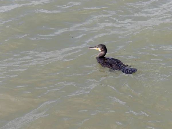 Cormorão Natação na entrada do porto de Lagos em Portugal — Fotografia de Stock