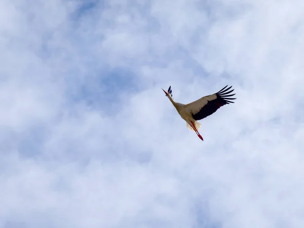 Stork in Flight  at Faro in Portugal — Stock Photo, Image