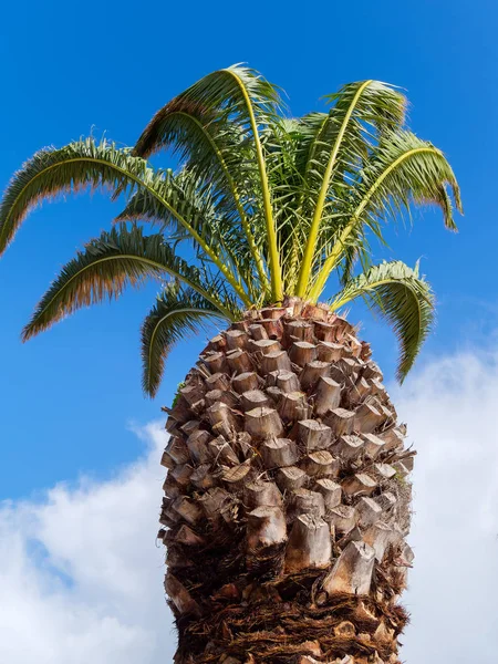 Palmera en Lagos Portugal —  Fotos de Stock