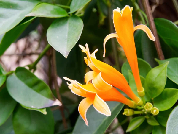 Flame Vine con Flores de Trompeta Naranja Creciendo en Racimos en Ta —  Fotos de Stock