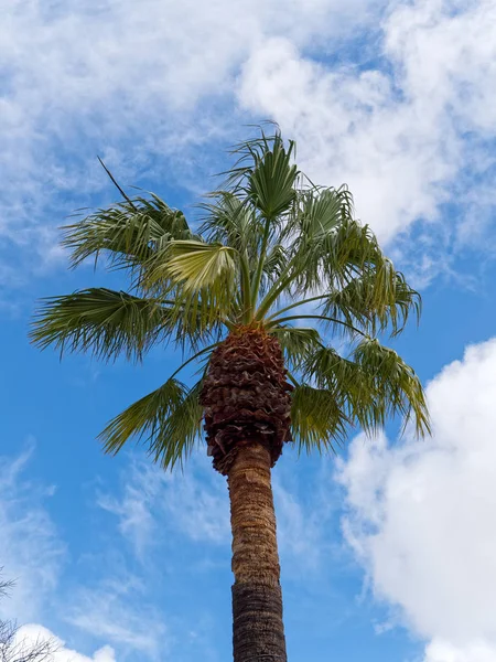 Palm Tree növekvő Tavira Portugáliában — Stock Fotó