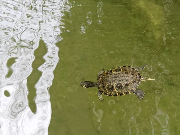 Terrapin in the Moat Around the Bandstand em Tavira Portugal — Fotografia de Stock