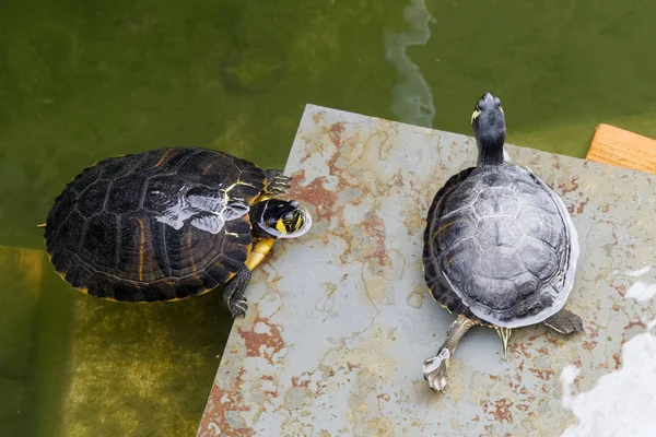 Wasserschildkröten im Wassergraben um den Musikpavillon in tavira portugal — Stockfoto