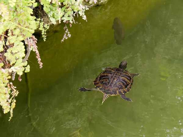Wasserschildkröte im Wassergraben um den Musikpavillon in tavira portugal — Stockfoto