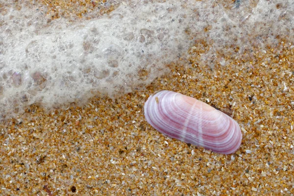 Pink Shell on the Beach at Quarteira in Portugal — Stock Photo, Image