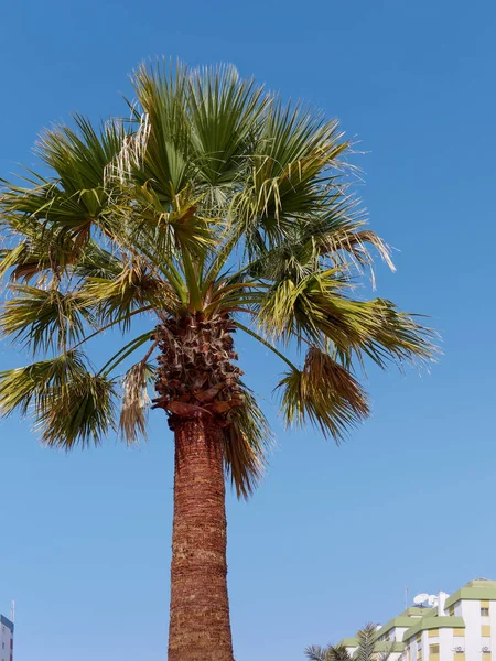 Palmy w Quarteira, Południowa Algarve w Portugalii — Zdjęcie stockowe