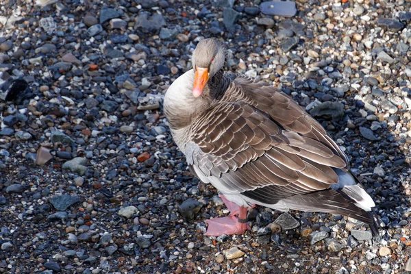 Greylag Goose sulla riva sud del Tamigi — Foto Stock