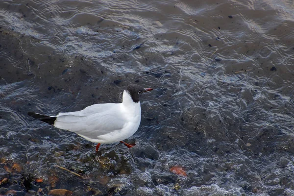 沿泰晤士河涉水的黑头海鸥 — 图库照片