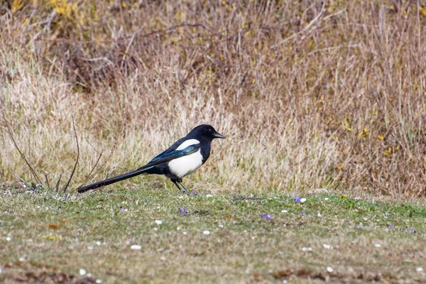 Magpie comum em Hope Gap perto de Seaford — Fotografia de Stock