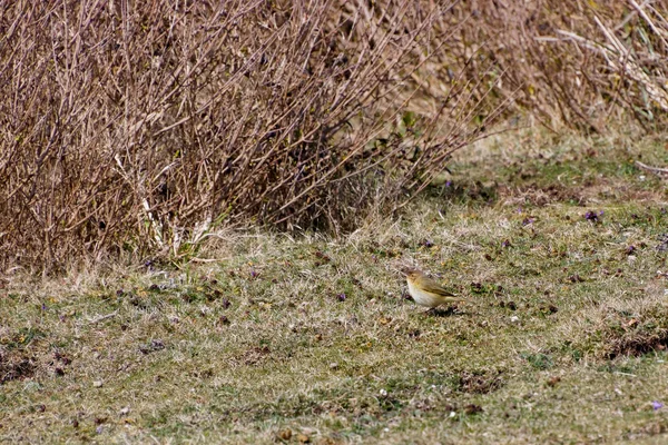 Вівчарик-Ковалик (Phylloscopus collybita) поблизу надії розрив в Suss — стокове фото