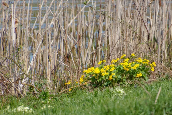 Marsh Marigold (Caltha palustris) Flowering in Springtime — Stock Photo, Image