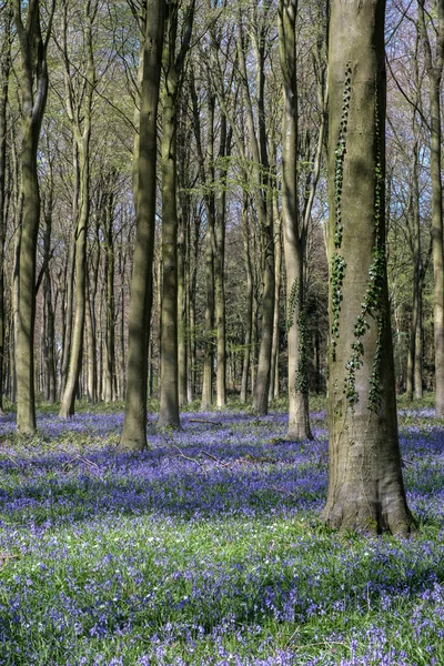Bluebells in Wepham Wood — Stock Photo, Image