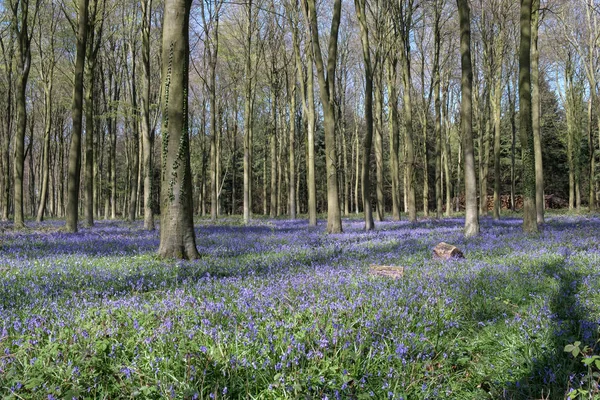 Blauglocken in Wepham-Holz — Stockfoto