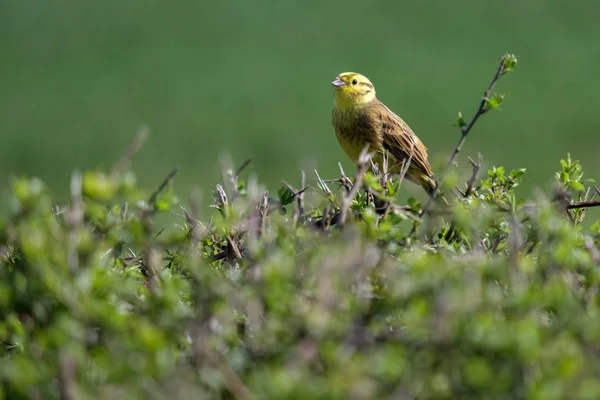 Yellowhammer (Emberiza citrinella) — Stock Photo, Image