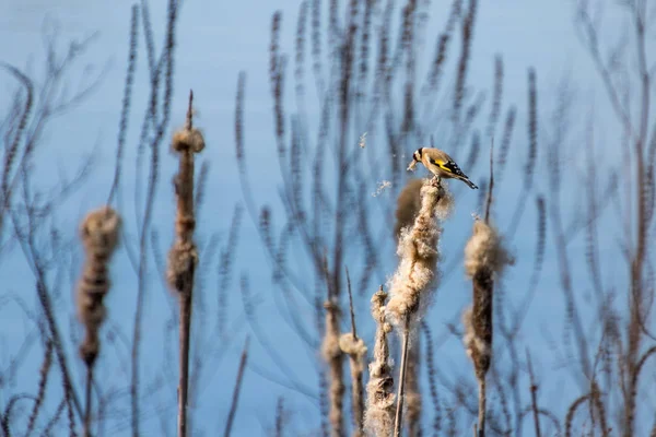 European Goldfinch zbieranie nasion bulrush dla Nestbuilding — Zdjęcie stockowe