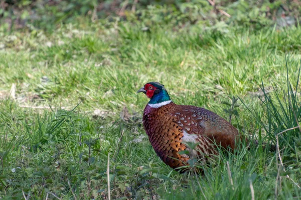 Common Pheasant (phasianus colchicus) at Weir Wood Reservoir — Stock Photo, Image