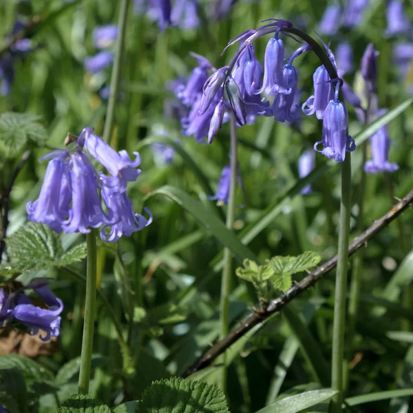 Groupe de Bluebells Floraison en Bois de Wepham — Photo