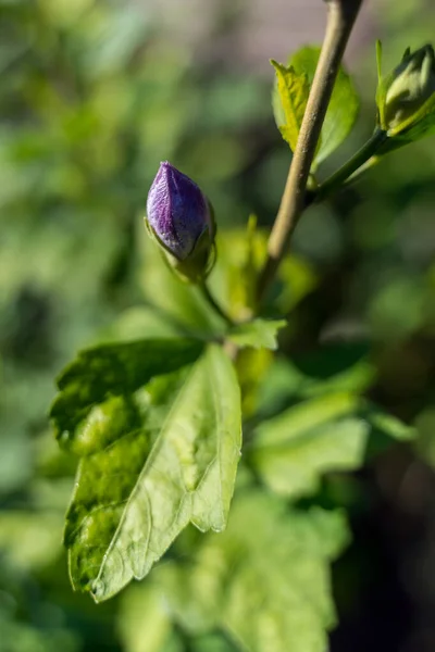 Blue Hibiscus hala Kasım ayında Doğu Grinstead 'de tomurcuk üretiyor. — Stok fotoğraf