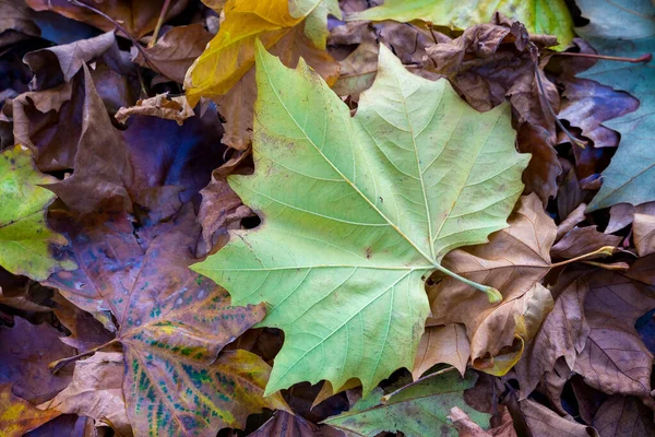 Fallen London Plane parte a East Grinstead West Sussex — Foto Stock