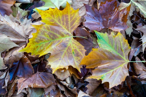 Fallen London Plane parte em East Grinstead West Sussex — Fotografia de Stock