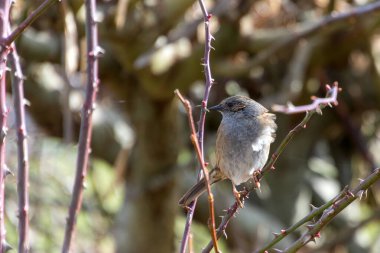 Sussex 'te bir çalılıkta hedge Accentor (Dunnock)