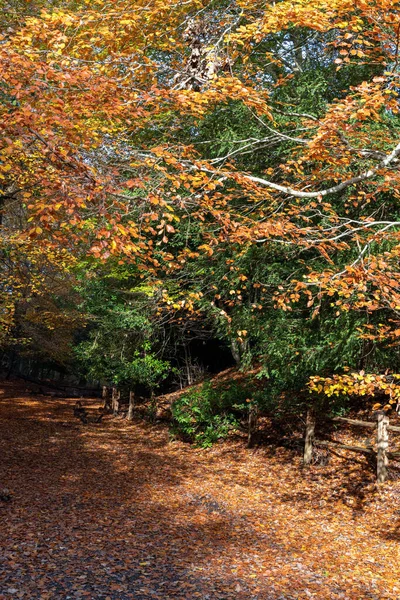 Herbstlicher Blick auf den Aschenwald in East Sussex — Stockfoto