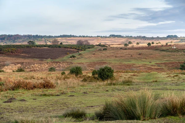 ASHDOWN FOREST, SUSSEX / UK - 17 DE NOVIEMBRE: Opinión de otoño de la A — Foto de Stock