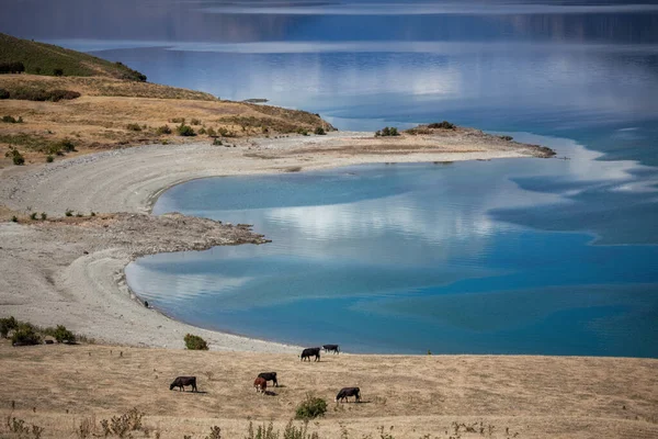 Cattle grazing on the banks of Lake Hawea — Stock Photo, Image