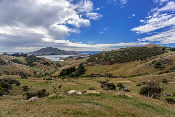 Den Otago halvön nya Zeeland — Stockfoto