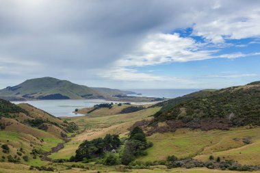 Otago Yarımadası Yeni Zelanda