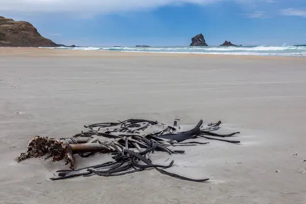 Branch of kelp washed ashore at Sandfly Bay South Island New Zea — Stock Photo, Image