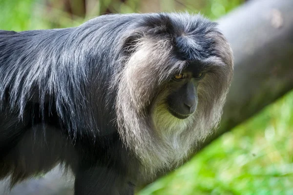 Close up of a Lion-tailed Macaque (Macaca silenus) — Stock Photo, Image