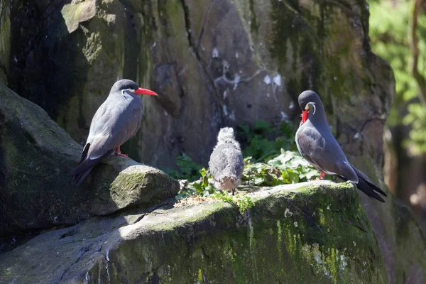 Inca Terns (Larosterna inca)和Chick on a Rock ledge — 图库照片