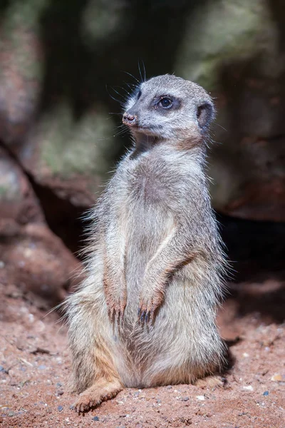 Meerkat de cola delgada (Suricatta suricatta) sentado en los soles —  Fotos de Stock