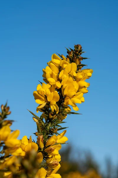 Gorse ανθίζει σε μια παγωμένη ηλιόλουστη μέρα στο Chailey Nature αποθεματικό — Φωτογραφία Αρχείου