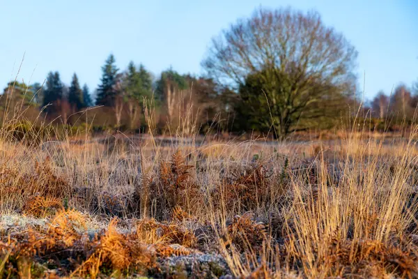 Giornata di sole gelida nella riserva naturale di Chailey nell'East Sussex — Foto Stock