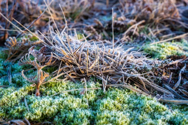 Piante ghiacciate nella riserva naturale di Chailey nell'East Sussex — Foto Stock