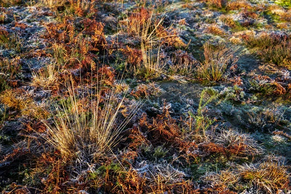 Plantas geladas na Reserva Natural de Chailey em East Sussex — Fotografia de Stock