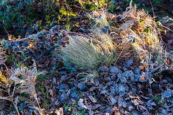 Piante ghiacciate nella riserva naturale di Chailey nell'East Sussex — Foto Stock