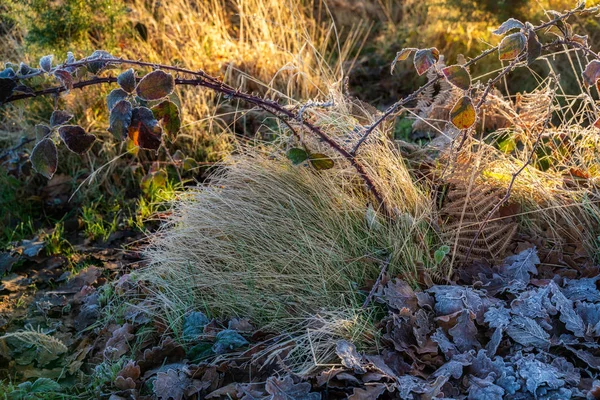 Plantas geladas na Reserva Natural de Chailey em East Sussex — Fotografia de Stock