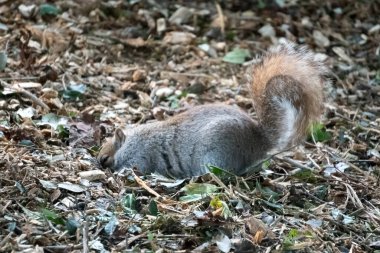 Gri Sincap (Sciurus carolinensis) fıstık kabuğu gömüyor