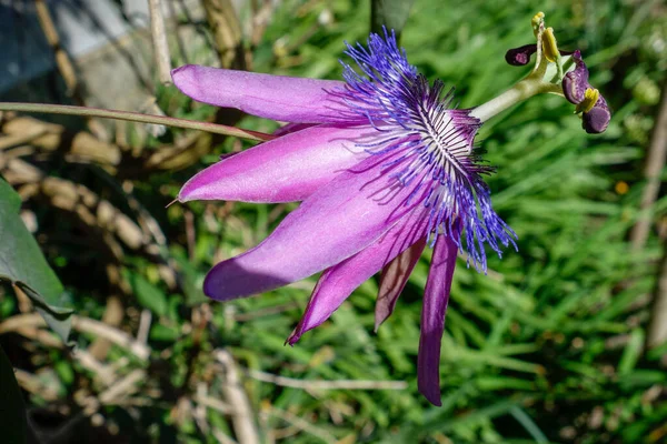 Πορφυρό Λουλούδι Πάθους Passifloraceae Που Αναπτύσσεται Έναν Αγγλικό Κήπο — Φωτογραφία Αρχείου