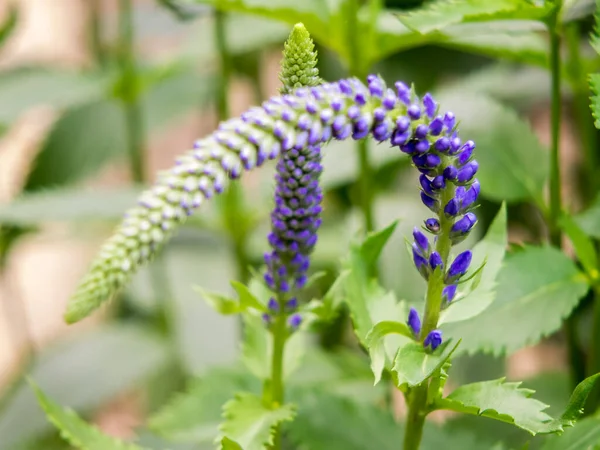 Floração Picos Veronica Spicata Ulster Anão Flor Azul — Fotografia de Stock