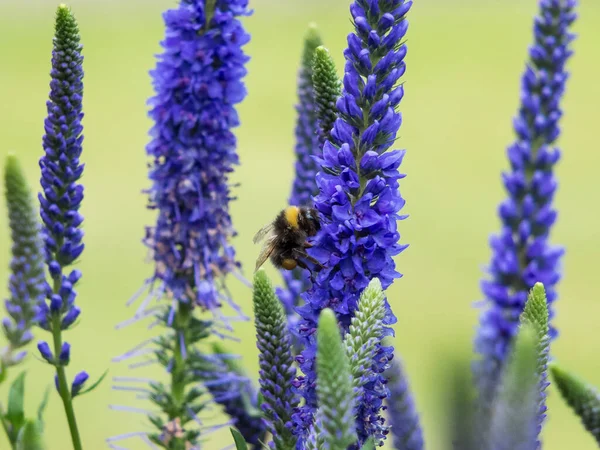 蜜蜂采蜜自Veronica Spicata Ulster Dwarf Blue花 — 图库照片