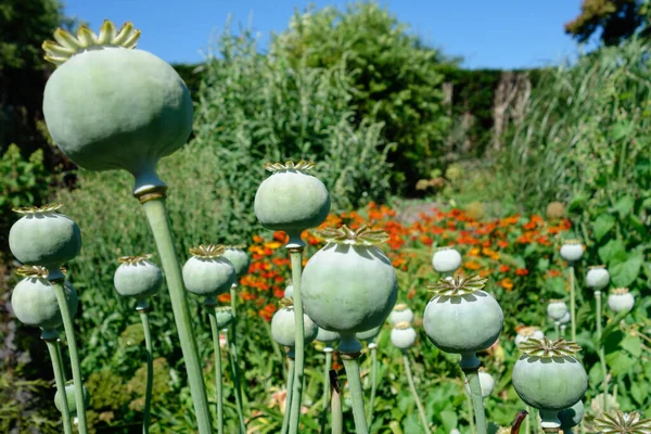 Σπόροι Σπόρου Του Giant Opium Poppy Pionvallmo Papaver Somniferum — Φωτογραφία Αρχείου