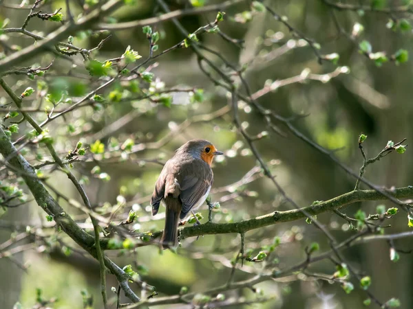 Robin Erithacus Rubecula Perché Dans Arbre — Photo