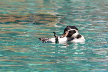 Humboldt Pengueni (Spheniscus humboldti) sırtüstü yüzüyor