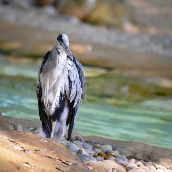 Grey Heron Standing Waters Edge — Stock Photo, Image